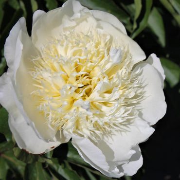 Bride's Dream Peony