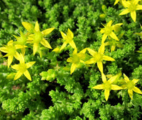 Heirloom Non-GMO Yellow Moss Stonecrop Flower Seeds – Drought-Tolerant Ground Cover for Garden Planting