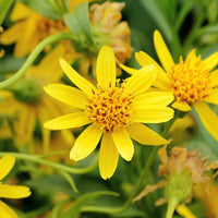 Heirloom Non-GMO Yellow Arnica Montana Flower Seeds for Medicinal and Mountain Garden Planting