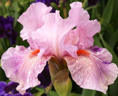 Maria Tormena Bearded Iris