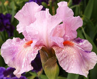 Maria Tormena Bearded Iris