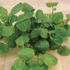 Watercress Seeds | 100% Guaranteed