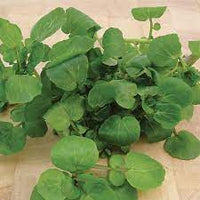 Watercress Seeds | 100% Guaranteed