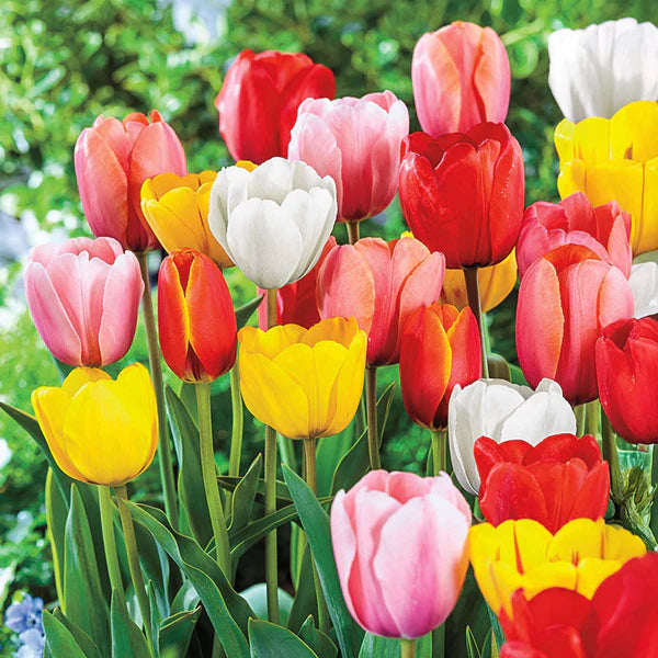 Perennial Tulip Mixture Seeds