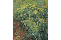 Superdukat – Dill Seed