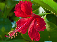 Red Hibiscus Flower Seeds – Heirloom Non-GMO Seeds for Garden Planting