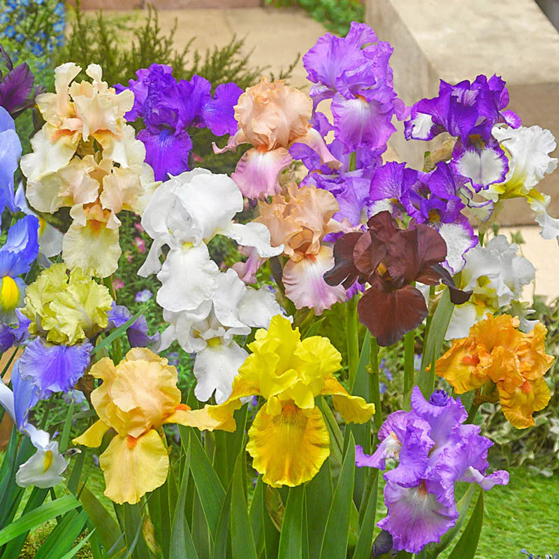 Reblooming Tall Bearded Iris Mixture