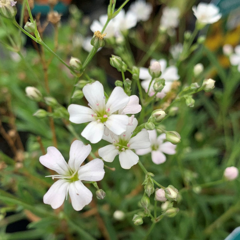 Gypsophila- Repens White