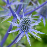 Organic Blue Eryngium Plant Seeds for Planting – Heirloom, Non-GMO