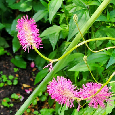 Japanese Bottlebrush