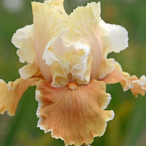 English Charm Reblooming Bearded Iris