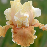 English Charm Reblooming Bearded Iris