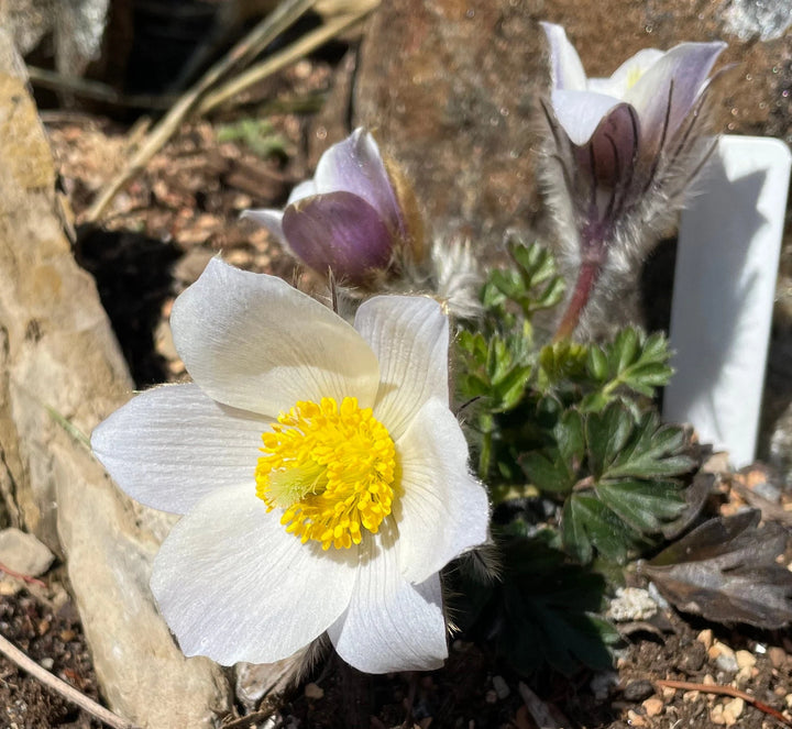 White Pasque Flower Seeds – Heirloom Non-GMO Perennial Seeds for Vibrant Garden Displays