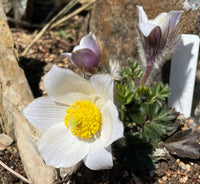 White Pasque Flower Seeds – Heirloom Non-GMO Perennial Seeds for Vibrant Garden Displays