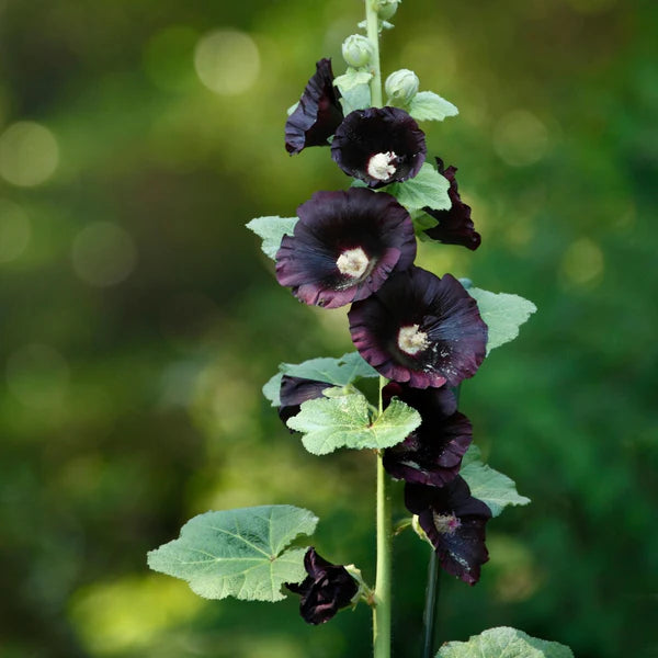 Hollyhock- Henry the Eighth Black