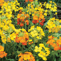 Heirloom Non-GMO Yellow Orange Erysimum Flower Seeds for Bright Pollinator Garden Planting