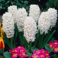 Carnegie Hyacinth Seeds