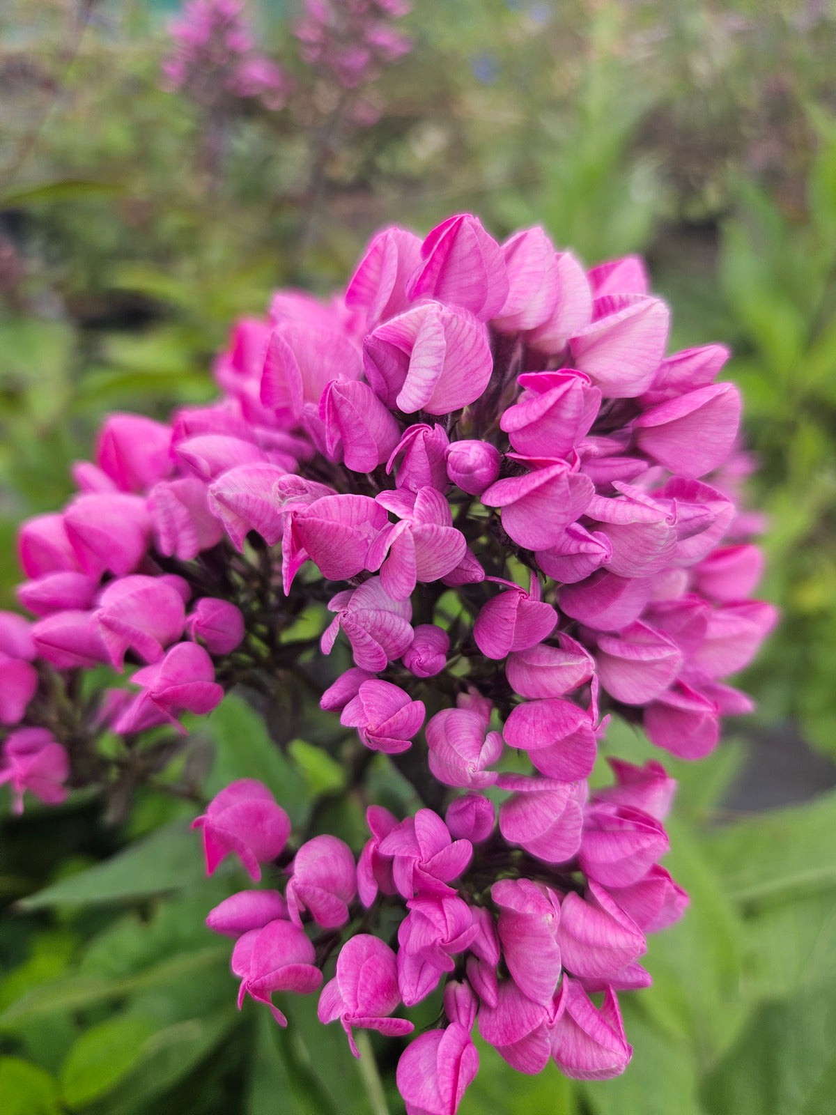 Butonik Phlox