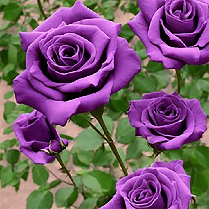 Purple Rose Romantic Blooms Heirloom Non-GMO Seeds for Plantings