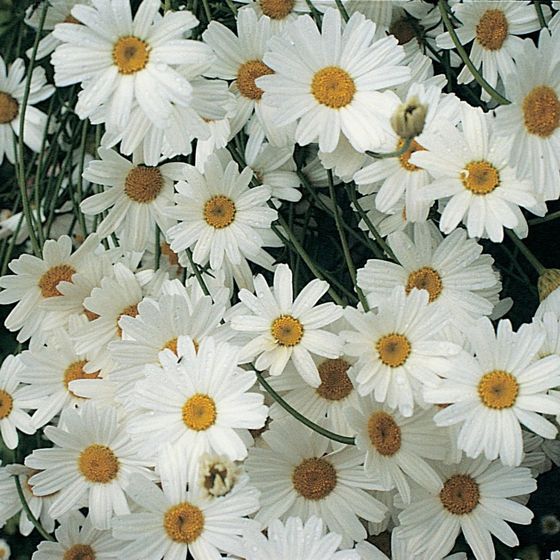 Pyrethrum