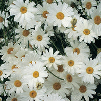 Pyrethrum
