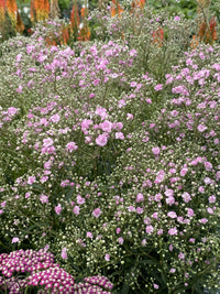 Flamingo Baby's Breath