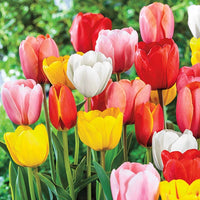Cream-of-the-Crop Tulip Mixture Super Sak Seeds