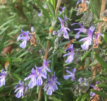 Heirloom Non-GMO Violet Rosemary Seeds for Planting