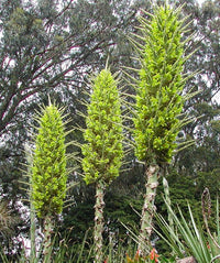 Heirloom Non-GMO Puya Plant Seeds – Exotic Flower Seeds for Garden Planting