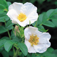 Rose- Rugosa Alba