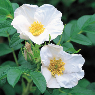 Rose- Rugosa Alba