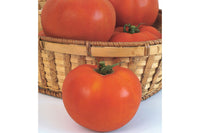 Celebrity – Tomato Seed