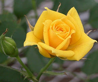 Thick Yellow Rose Flower Seeds for Planting Non-GMO Heirloom Garden Seeds for Growing