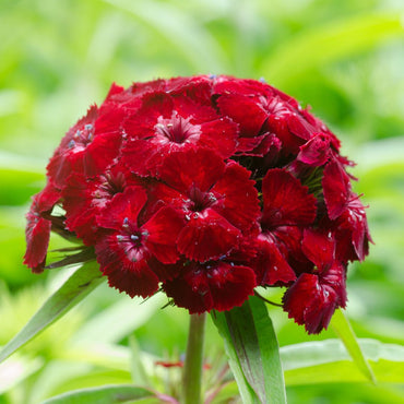 Sweet William- Scarlet Beauty