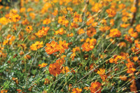 Bright Lights – Heirloom Cosmos Seed