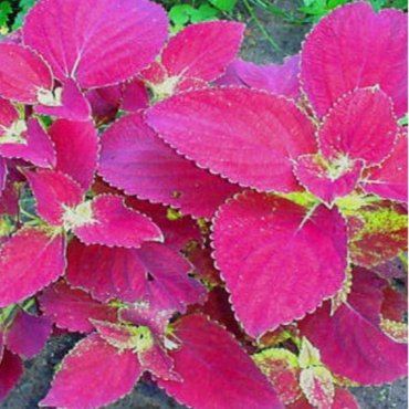 Heirloom Pink Coleus Flower Seeds for Planting – Non-GMO, Vibrant Ornamental Garden Foliage