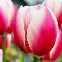 Russian Princess Tulip Seeds