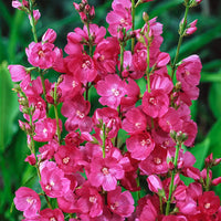 Brilliant Miniature Hollyhock