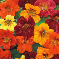 Nasturtium- Whirlybird Mix