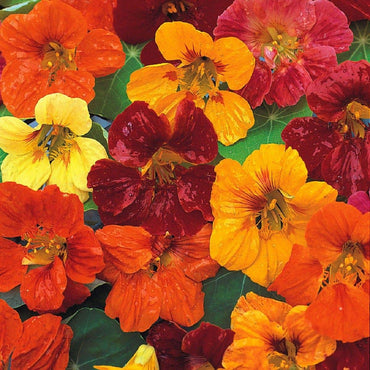 Nasturtium- Whirlybird Mix