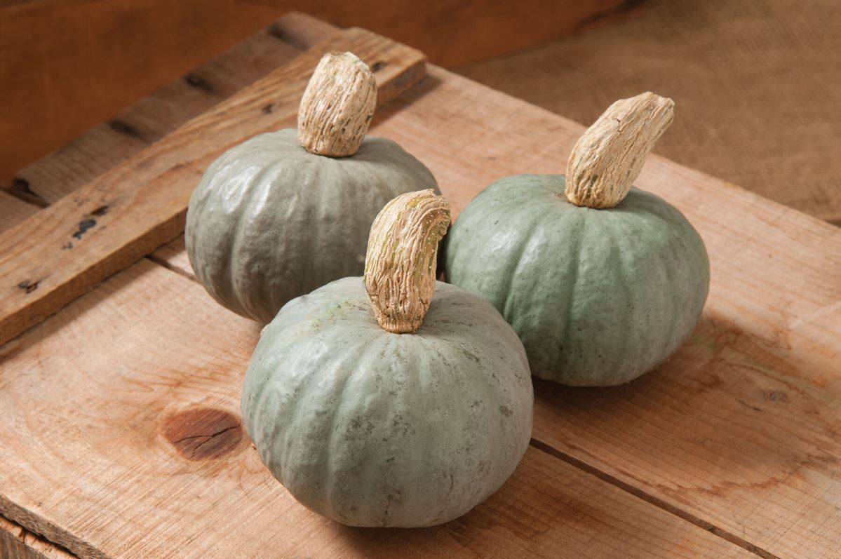 Shokichi Shiro – Kabocha Squash Seed