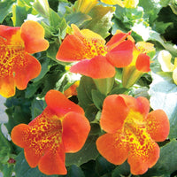 Heirloom Mimulus Flower Seeds, Non-GMO Monkey Flower Blooms for Moist and Shaded Garden Planting