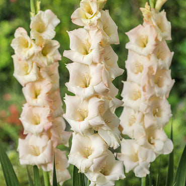 Gladiolus- Cream Perfection