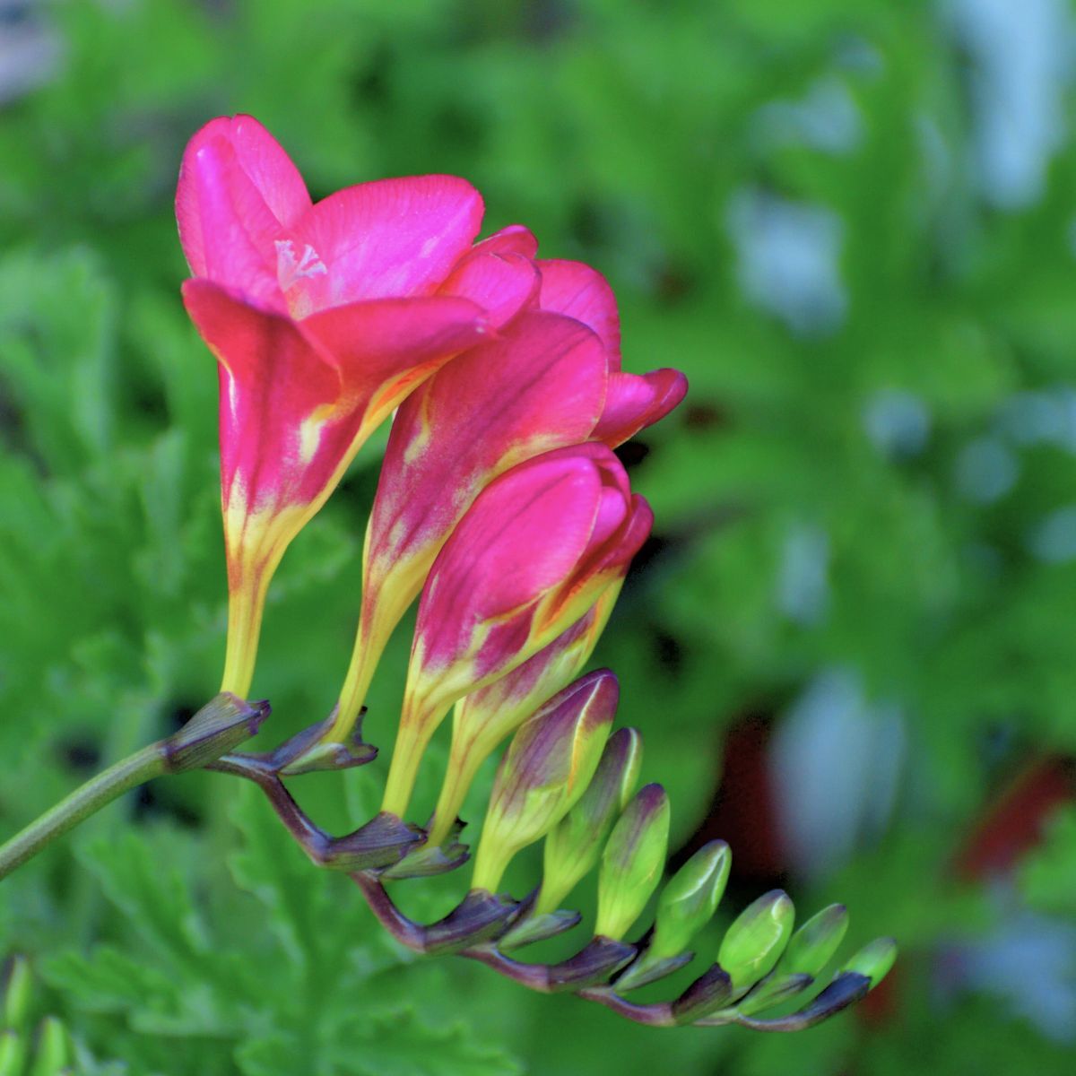 Freesia- Giant Single Pink