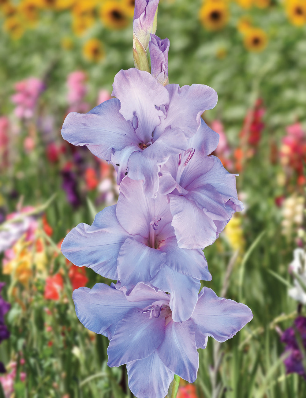Gladiolus- Milka