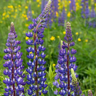 Lupin- Hartweggii