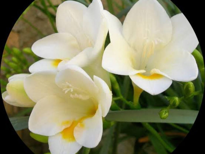 Freesia Flower Seeds – Heirloom, Non-GMO, Fragrant Blooms for Vibrant Garden Planting