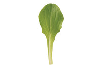 Defender – Organic Lettuce Seed