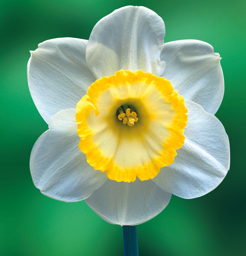 Green Island Daffodil Seeds