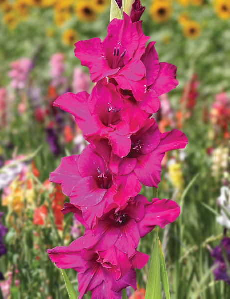 Gladiolus- Palermo